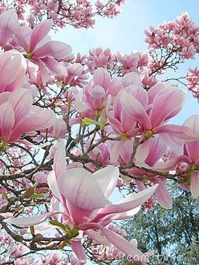 Roze magnolia in bloei