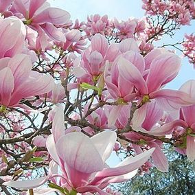 Roze magnolia in bloei