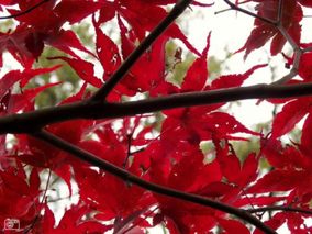 Japanse boom met rode bladeren
