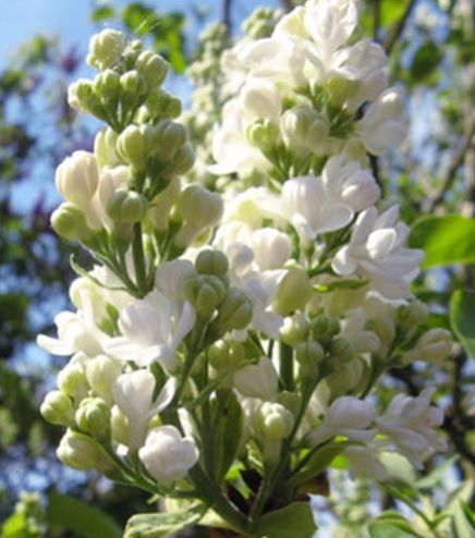 Witte bloem in bloei