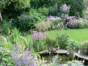 Romantische tuin met paarse bloemen